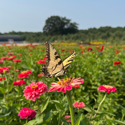 Yoga & Flower Single Class - Thursday