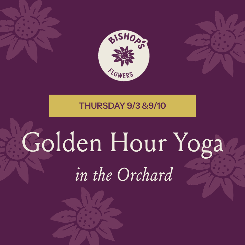 Golden Hour Yoga in the Orchard